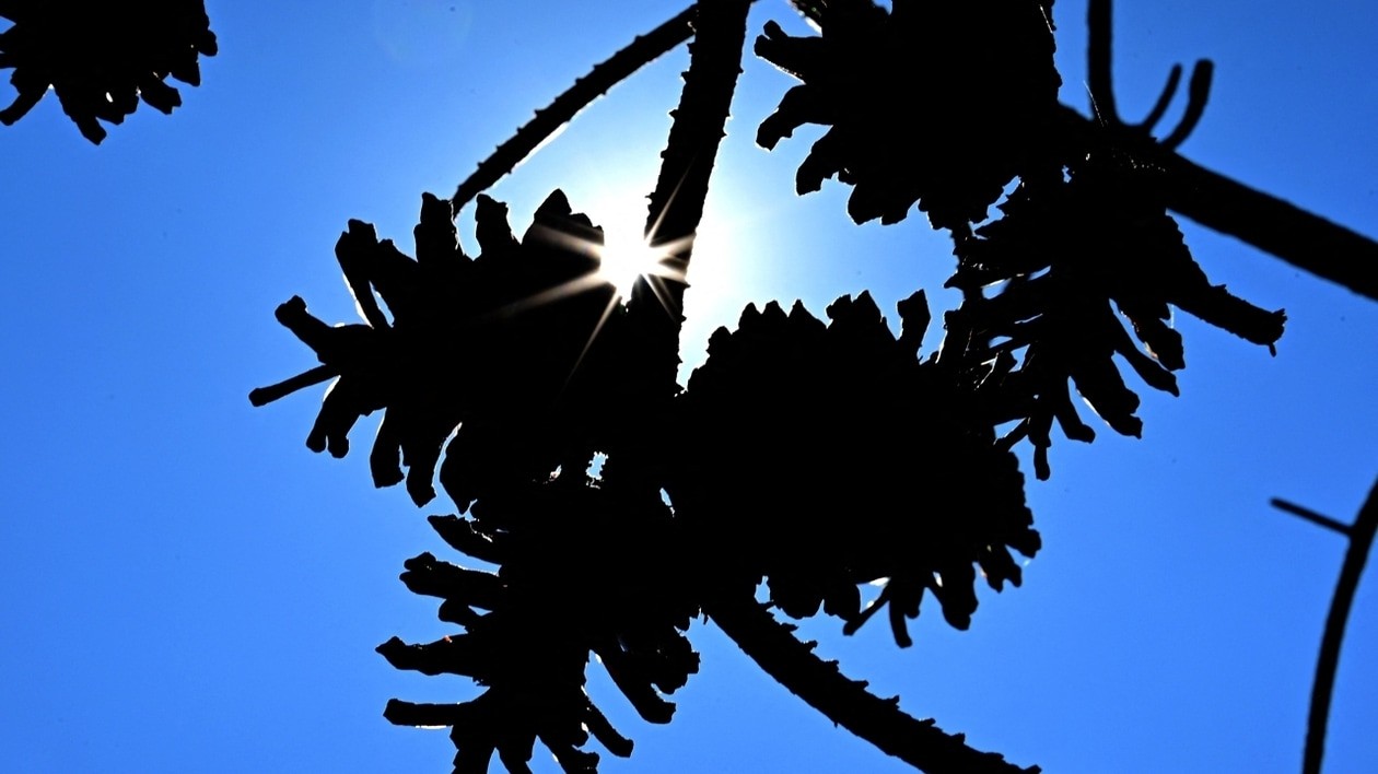 Canicule en Europe : un été de tous les records qui interpelle le Sénégal