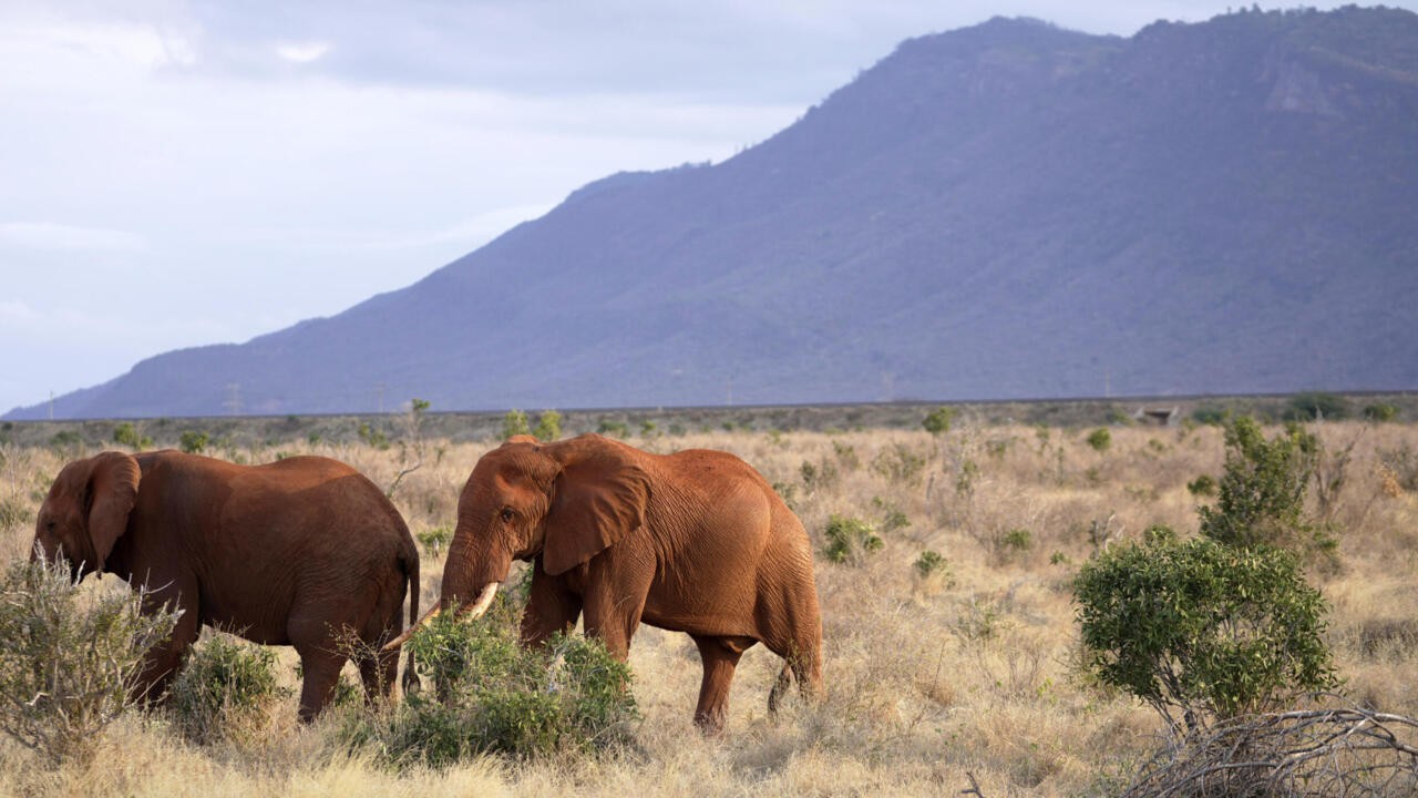 Kenya : les rangers, gardiens de la souveraineté africaine